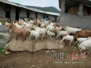 農牧局畜牧漁業飼料銷售 現狀、挑戰與發展策略