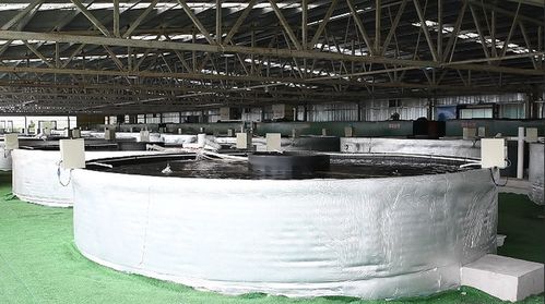 余慶縣智慧漁業 科技賦能水產養殖，引領飼料銷售新變革